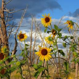 Sunflowers near Ruins Road, Mesa Verde, CO