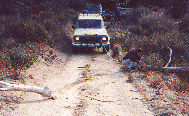 OK, some trail clean-up - 
that's what for I have brush guard and a few feet of rope