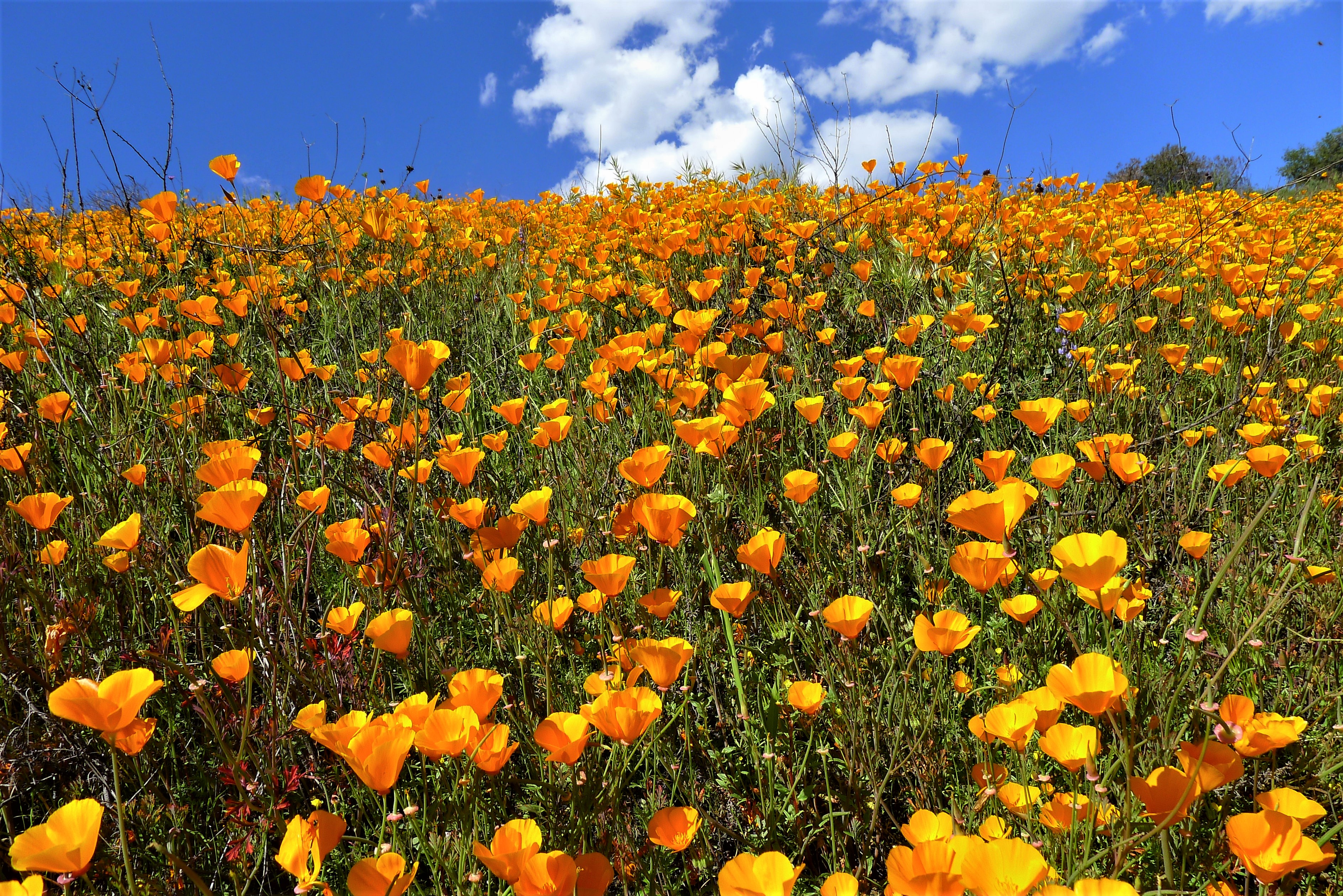 За цветами - день на задворках Сан-Диего