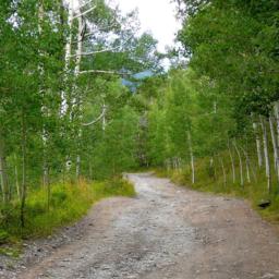 Aspen forest near Telluride, CO