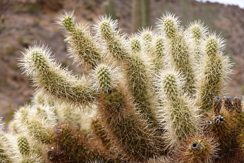 ECD01017.JPG
