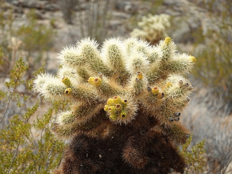 ECD01018.JPG