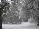 The forest under snow is strikingly beautiful. This is a color photo!