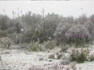 More of desert flora under snow