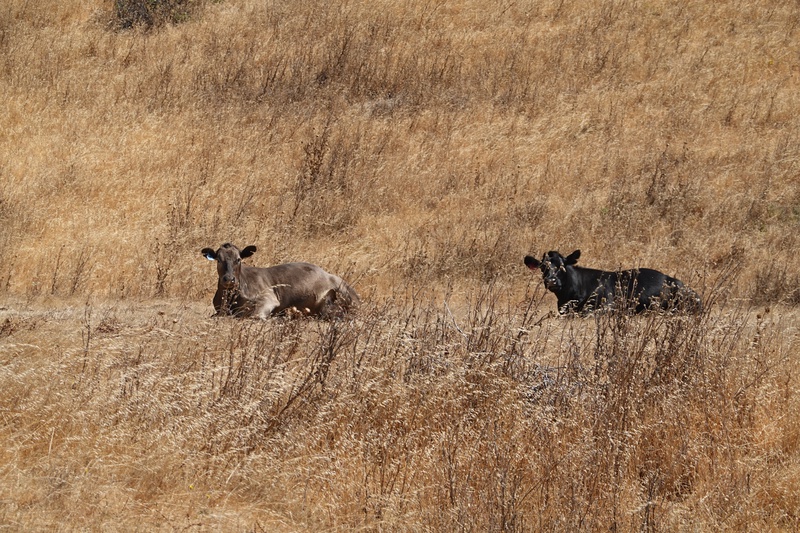 20250730_121050.sony